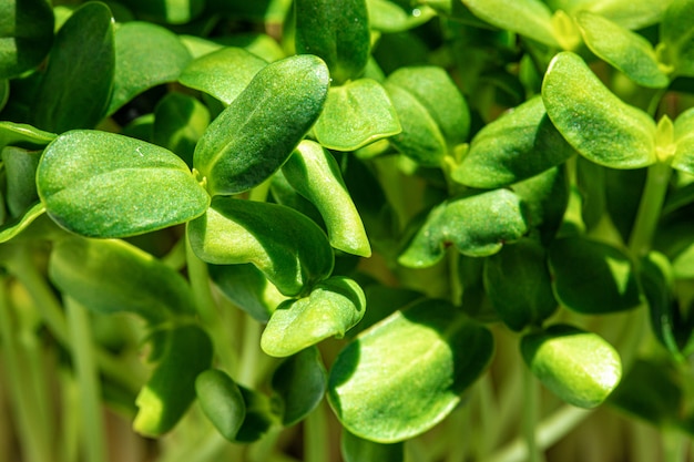 Young baby plant sprouts close up against black