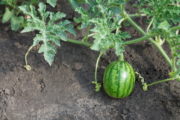 Young baby watermalon growing in eco garden