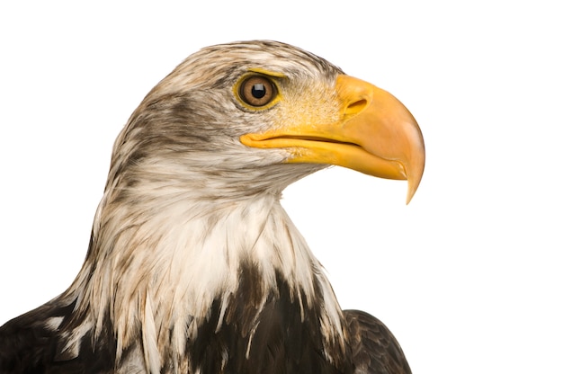 Young Bald Eagle (5 years) - Haliaeetus leucocephalus in front on a white isolated