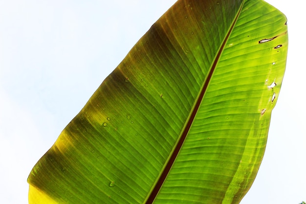 young banana leaves on the sky background