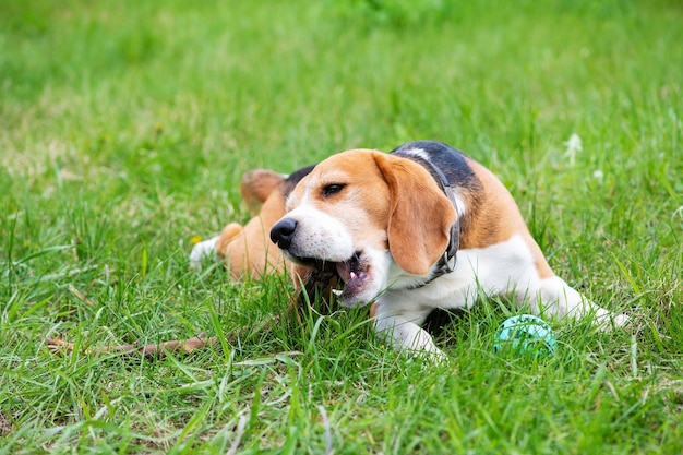 A young beagle lies on the green grass and chews on a stick