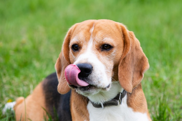 A young beagle lies on the green grass