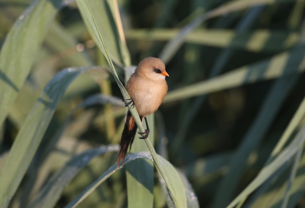 young bearded reedling, also known as bearded tit