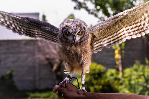 Photo young beautiful african owl open wings at the human hand, spotted eagle-owl - bubo africanus