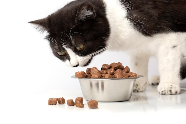 A young beautiful black and white cat is eating moist appetizing meat cat food