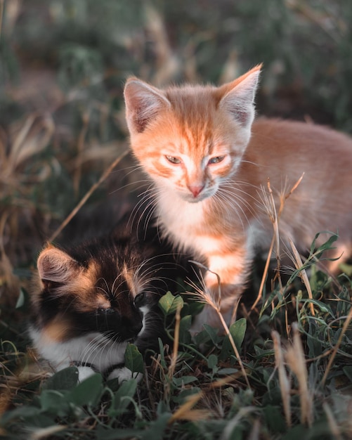 Young beautiful cats Two adorable little kittens are sitting in the grass A red tabby kitten