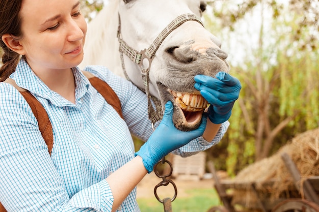 A young beautiful female vet inspects a white horse