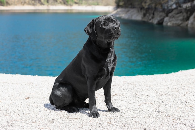 Young beautiful purebred Labrador with black hair shining in the sun on emerald Tovel Lake shore