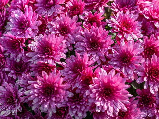 Young beautiPink chrysanthemum flower blooming in the garden