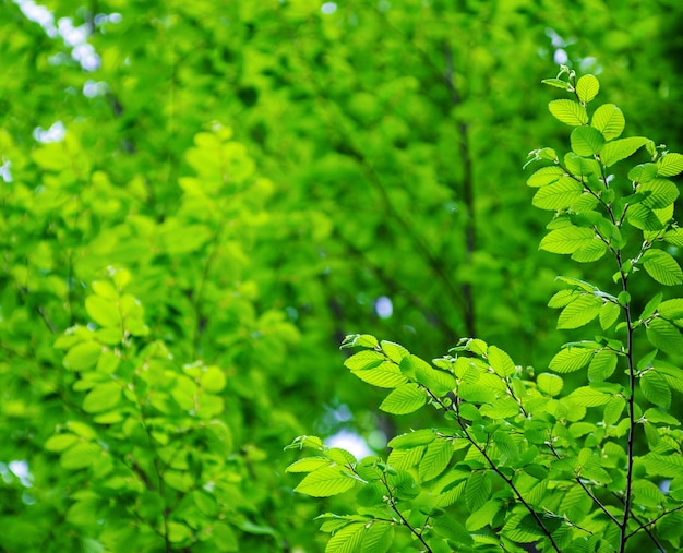 Young beech leaves as a background