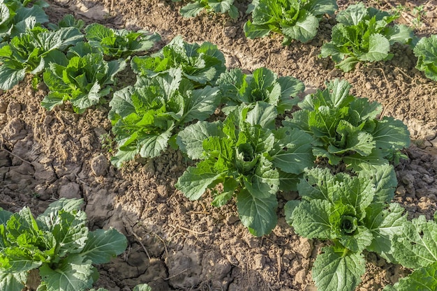 Young Beijing cabbage in the garden Growing agricultural products