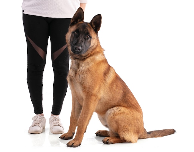 Young Belgian Shepherd dog Malinois sitting