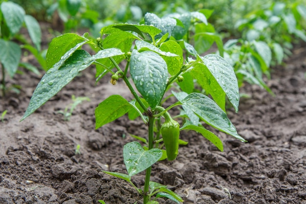 Young bell pepper growing on bush in the garden Bulgarian or sweet pepper plants