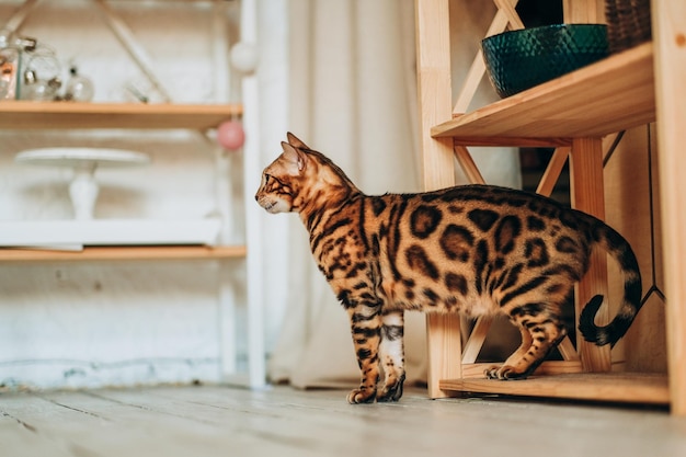 A young Bengal cat walks around the room