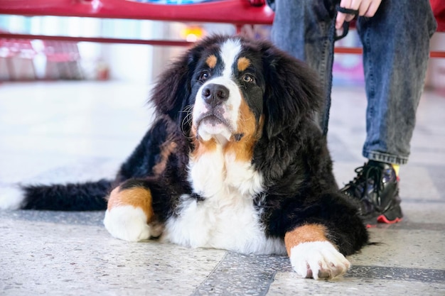 Young Berne Mountain Dog lying at the foot of the owner.