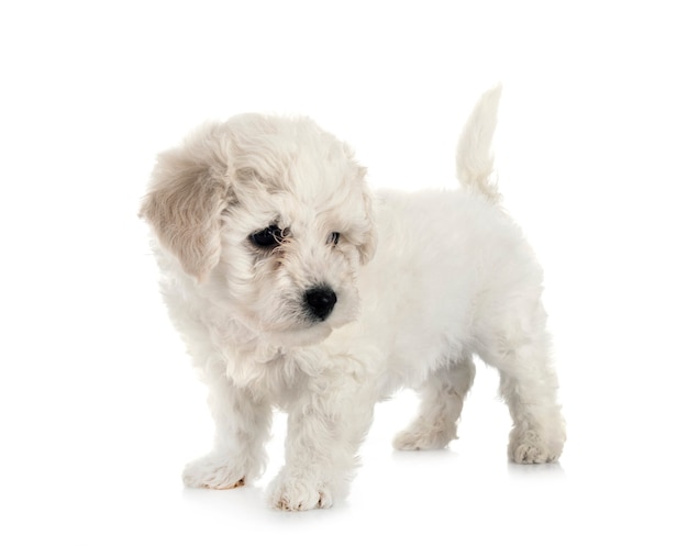 Young Bichon Frise isolated on white