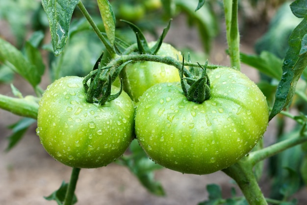 Young big green tomatoes after rain growing in garden