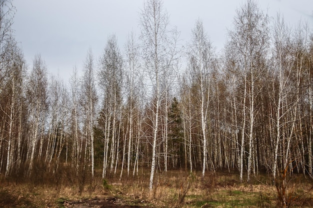 Young birch forest in early springForest landscape