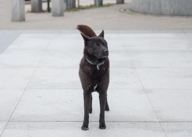 Young black dog with collar overlooking