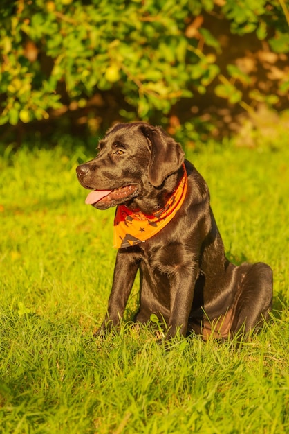 A young black labrador retriever dog is sitting on green grass Halloween a dog in a bandana