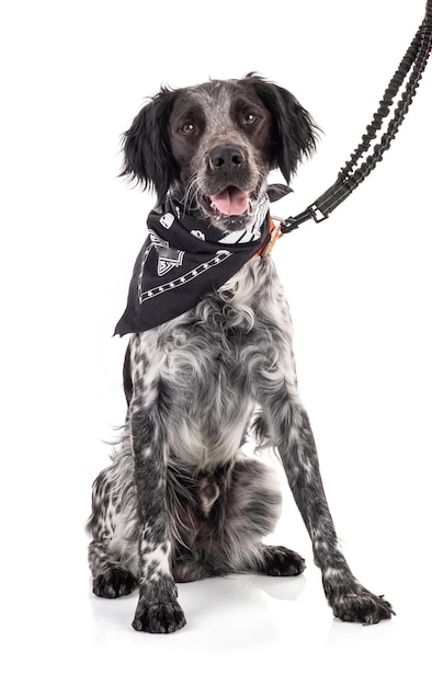 Young black and white Brittany spaniel with its leash on white background