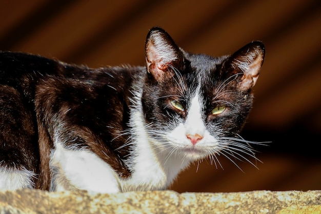 Young black and white stray cat on a wall resting and sunbathing