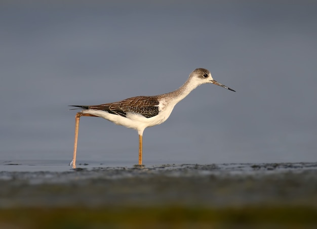 A young black-winged stilt (Himantopus himantopus) walks in shallow water in the soft morning light