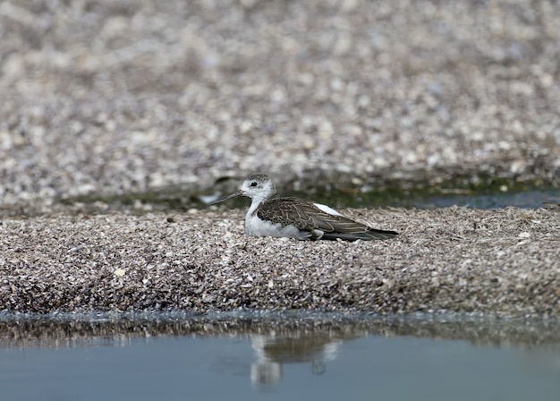 Young black-winged stilt lying on the sand of the estuary