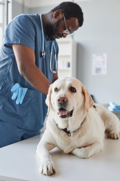 Young blackman in blue uniform with stethoscope around neck examining sick white labrador dog lying on medical table