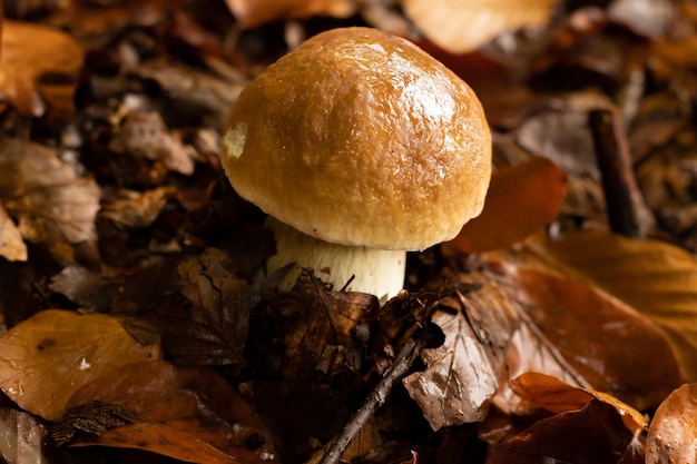 Young boletus after rain in autumn in the forest