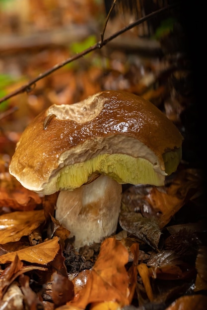 Young boletus after rain in autumn in the forest