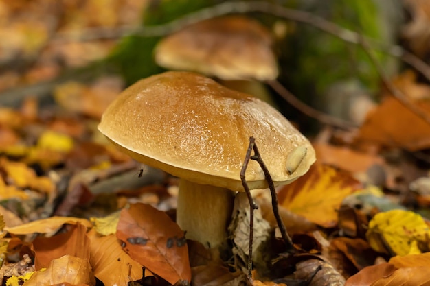 Young boletus after rain in autumn in the forest