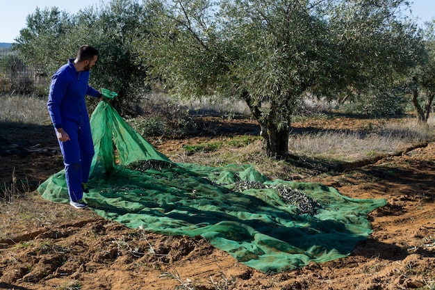 Young boy pulling a tarpaulin while picking olives in the field