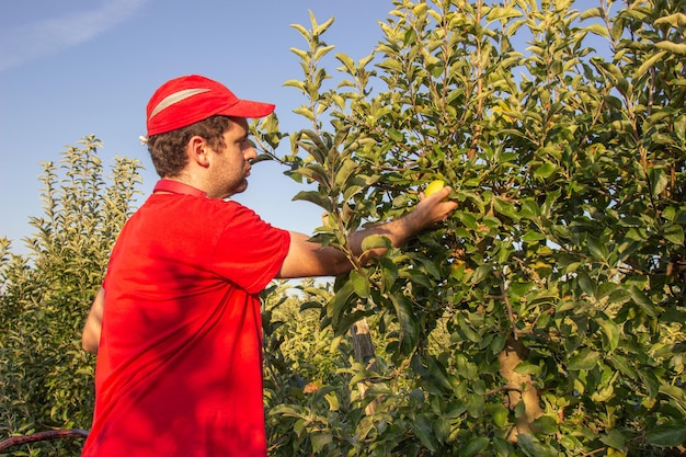 Young boy in red shirt and cap picking apples listening to music with red headphones Agricultural concept