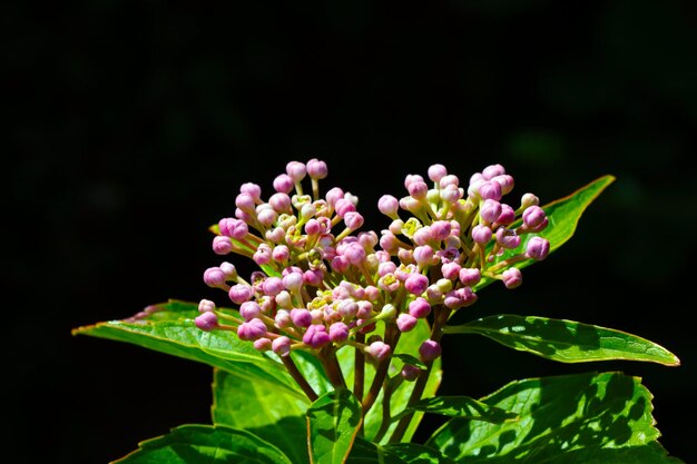 A young branch of a flowering bush in the park on a black background