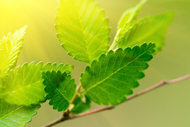 Young branch with new green leaves at sunrise