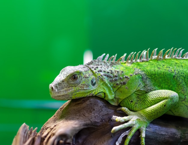 A young bright green iguana looks curiously at the camera while sitting on a log. The process of dumping old skins