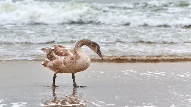 Young brown colored white swan walking by blue waters of Baltic sea