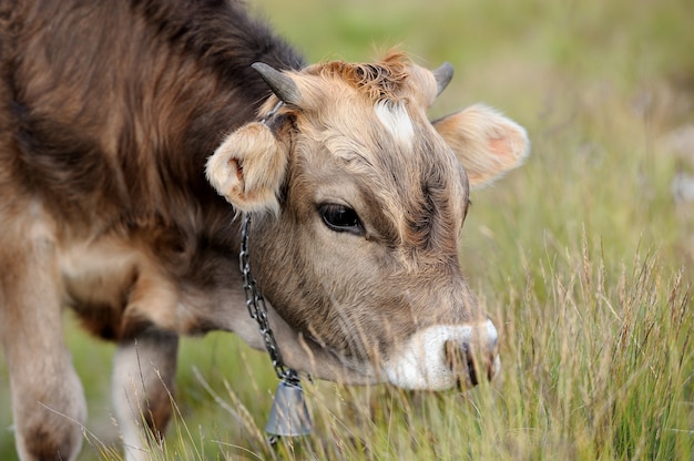 Young brown cow in summer meadow