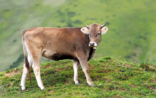 Young brown cow in summer meadow