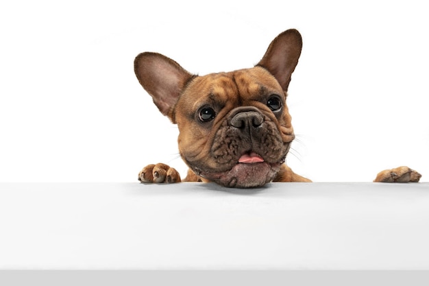 Young brown French Bulldog playing isolated on white studio background