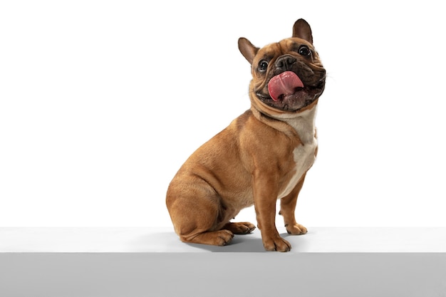 Young brown french bulldog playing isolated on white studio wall