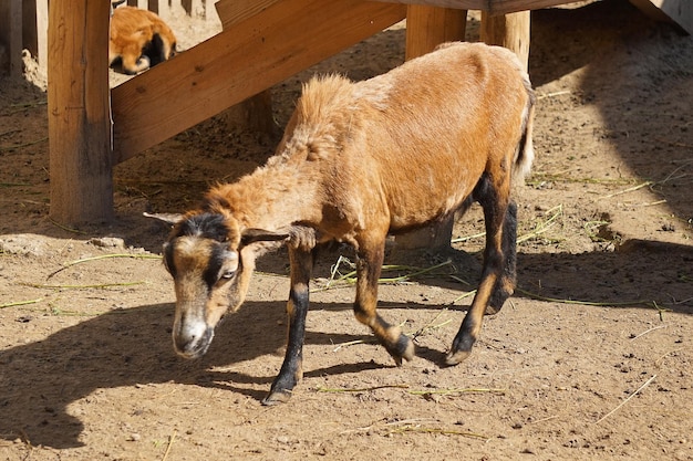 Young brown goat walking