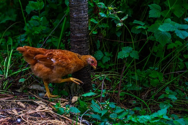 A young brown hen grazes in the garden on a summer morning