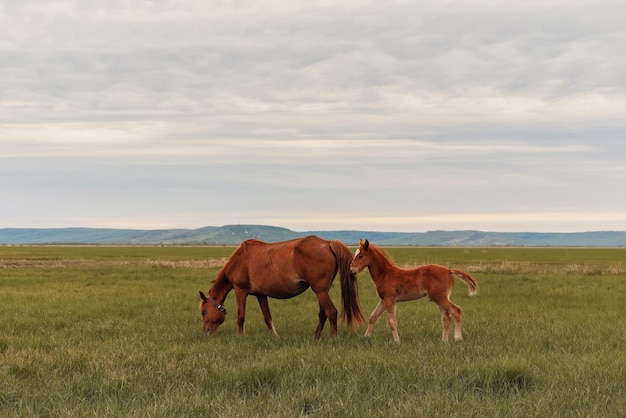 Young brown horse and her foal in a pasture meadow