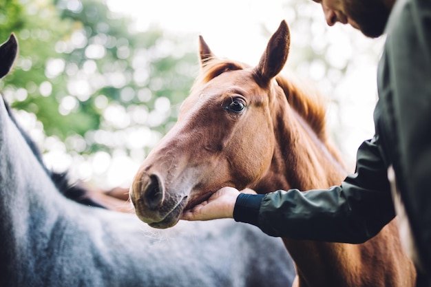 Young brown horse stroked by man on pasture