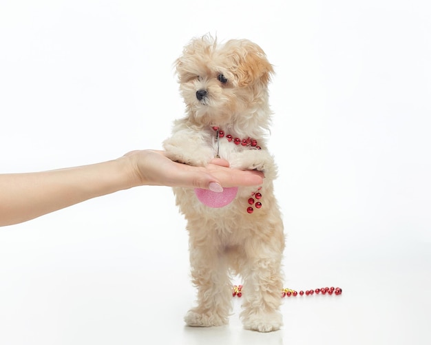 Young brown puppy stands on its hind legs with a Christmas ball hanging around its neck