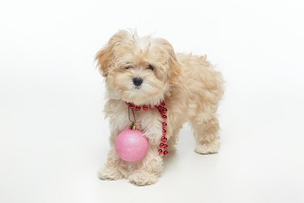 Young brown puppy with a Christmas ball hanging around its neck