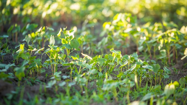 Young buckwheat plants lit up sun on field. Growing buckwheat for beekeeping and porridge production.