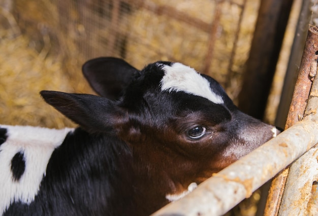 A young bull is standing in the barn The calf is black and white Animal husbandry Agricultural industry